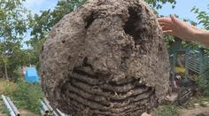Při opravě domu po tornádu našli obří vosí hnízda. Nejspíš se jedná o rekord