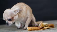 Muž dával čivavě čokoládu, kofolu i vodku. Pes na veterině zemřel