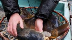 Na velikonoční stůl patří i kapr. Zkusit můžete také vaječný koktejl. RECEPT