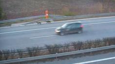Překvapení na D11. Místo policistů zastavili provoz psi