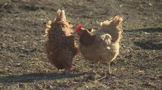 Veterináři odhalili další dvě ohniska ptačí chřipky. Malochovy nechali zlikvidovat
