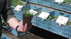 V Litoměřicích startuje Zahrada Čech. K obdivu a ke koupi jsou stovky druhů květin