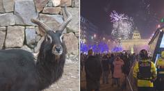 Zvířata během Silvestru trpí. Na ohňostroje se připravují i v zoo