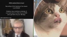 "Nejsem kočka“: Právník se během videokonference v aplikaci proměnil v živé kotě