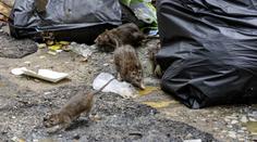 V evropském hlavním městě vypukla epidemie. Situace je vážná