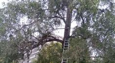 Chlapci se na stromě zaseknul dron. Když pro něj lezl, uvázl tam také