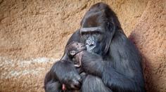Pražská zoo slaví. Slavná gorila Moja se stala babičkou