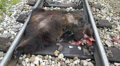 Medvědici na Slovensku přejela tramvaj, jiného medvěda muselo zabít komando