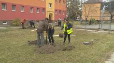 Na Hodonínsku sázejí nové stromky, pomáhat po tornádu přišly stovky lidí