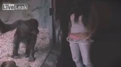 Svlékala si kalhotky před orangutanem v ZOO! Jak reagoval?