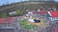 Opuštěná čápice dojala lidi. Nevolejte nám kvůli tomu, žádá záchranná stanice