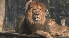 Slunečné počasí láká lidi do olomoucké zoo. Ta hlásí rekordní počet návštěvníků