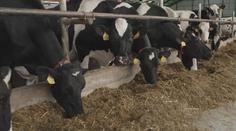 Neznámý pachatel na jihu Čech podal kravám antibiotika. Zničil tak mléko za statisíce