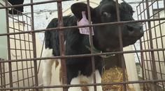 Opatření kvůli slintavce a kulhavce v Česku končí. Zoo se opět rozjíždí naplno