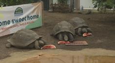 Želvy sloní dostaly v londýnské zoo nový domov. Je dvakrát větší