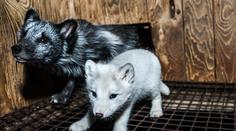 Válka proti kožešinovým farmám. Vědci vyzývají: Zakažte je!