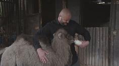 České zoo lákají na mláďata. Reportér TV Nova se pokusil nakrmit velblouda