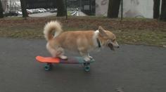 Pejsek Kobis baví internet. Hraje fotbal a jezdí na skateboardu