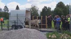 Jihlavská zoo už ví, jak utekly tři zebry. Viníky potrestala