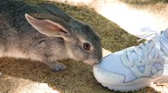 Návštěva zoo se změnila v horor. Školák uškrtil několik zvířat