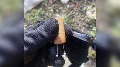 V ČR přibývá travičů psů! Rozhazují návnady i uzeniny se špendlíky