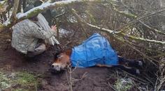 Hasiči u Dobřan vyprostili koně z rokle. Zraněné zvíře ošetřil veterinář