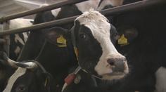 Slovenští veterináři uvolňují opatření proti šíření slintavky. Situace se zlepšuje