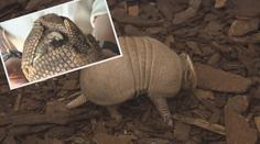 Pražskou zoo se valí úžasná kulička. Je to malý pásovec!
