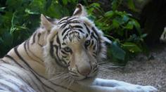 Bílí tygříci opouští libereckou zoo. Krasavci míří do Francie