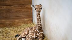 Zoo Dvůr Králové slaví! Po 12 letech se tam narodila ohrožená žirafa síťovaná