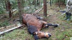Gang zlodějů ukradené koně a telata porcoval rovnou na louce