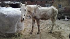 Žena týrala koně, vyhubl na kost! Veterináři: Byl na pokraji smrti