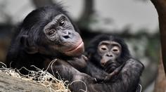 Mládě šimpanze žilo jen chvíli. Ostravská zoo vysvětlila, proč opička zemřela