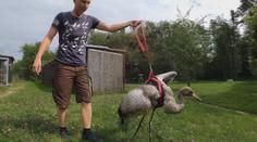 Mládě jeřába se při letu poranilo o sloup. Starají se o něj ošetřovatelé