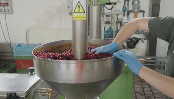 Lesníci chtějí změnit skladbu lesů. Pomoci mají například třešně