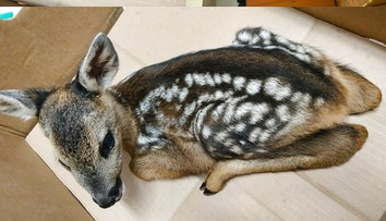 Žena přinesla strážníkům maličkého srnečka. Udělala to nejhorší, co mohla