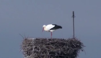 Teplá zima mate přírodu! V Chebu už týden hnízdí čáp, čeká na družku