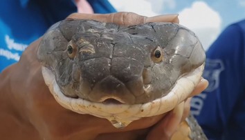 VIDEO: V Thajsku odchytávali obrovského hada