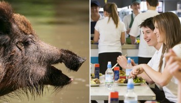 Ministr má řešení pro přemnoženou zvěř. Chce ji protlačit do školních jídelen