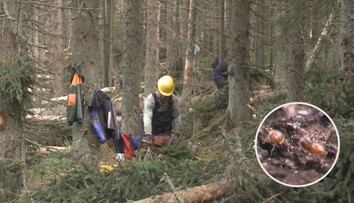 Stop další kůrovcové kalamitě. Ministerstvo rozšiřuje červené zóny