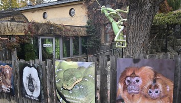 Uprchlá kobra se ve švédské zoo raději po týdnu sama vrátila do terária