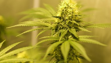 Marihuana dokáže zastavit virus HIV, tvrdí vědci