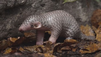 Druhé mládě luskouna v pražské zoo už má jméno Connie. Vybrali ho návštěvníci