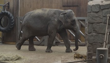 Samec slona z ostravské zoo už se zabydluje ve Francii. Přeprava trvala půl roku