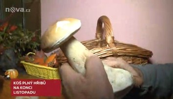 Houby v listopadu? V lese na Pardubicku nasbírali plný košík!