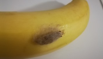 Žena z jižních Čech si domů na banánech přinesla překvapení