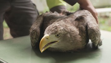 Na Chrudimsku vyléčili vzácného orla. Po roce se vrátil do přírody