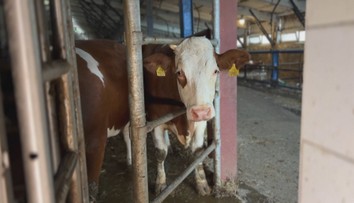 Veterináři podali trestní oznámení na velkochov. Uhynout mělo na 300 krav
