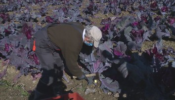 Vlhko přeje pěstitelům zelí, lidé o něj mají obrovský zájem