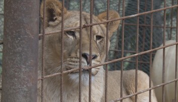 Táborská zoo chystá záchranné zařízení pro lvy. Pomůže zabaveným šelmám